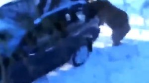 Медведь напал на рыбаков в башкирии
