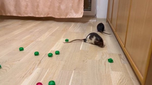 Играю с крысами