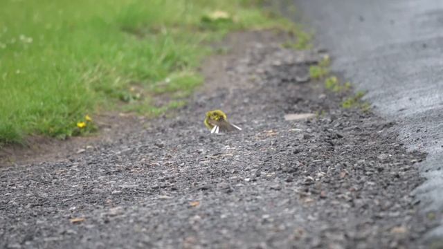 Yellow Wagtail Courtship смотреть онлайн