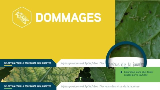 SESVanderHave: La tolérance aux insectes en betterave sucrière: Myzus Persicae & Aphis Fabae смотреть онлайн