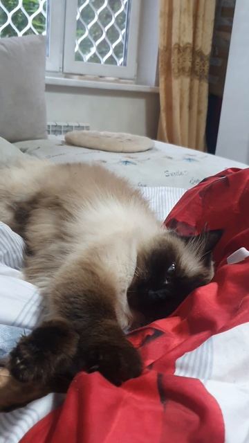 Кошка Моника| Полный расколбас Моники| Невская Маскарадная| Monica Cat смотреть онлайн