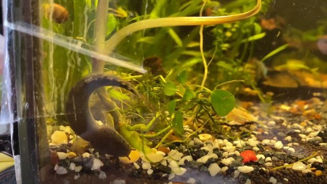 Полиптерус пальмас смотреть онлайн