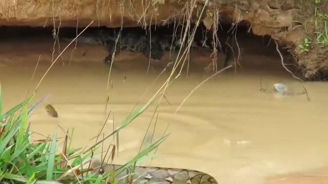 Crocodile Escape Giant Python Attack Python Vs Alligator Hunter Becomes The Hunted Compilation смотреть онлайн