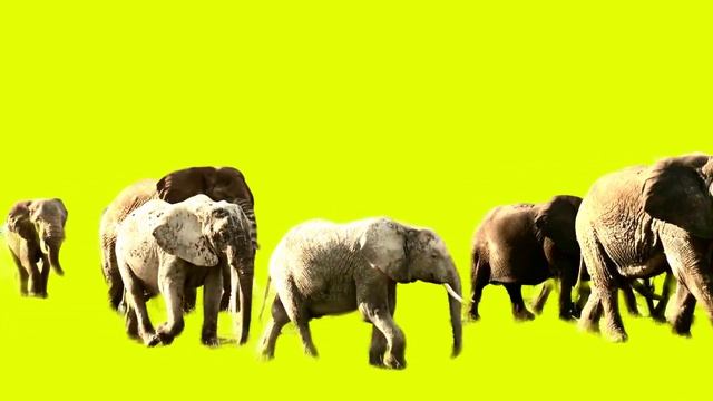 ELEPHANT STAMPEDE GREEN SCREEN! #greenscreen @VfxKarki5 @vfxhd @vfxnaveed @GSA @GreenScreenBrasil