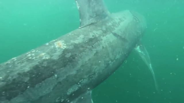 10 Megalodon Caught on Camera & Spotted In Real Life! смотреть онлайн