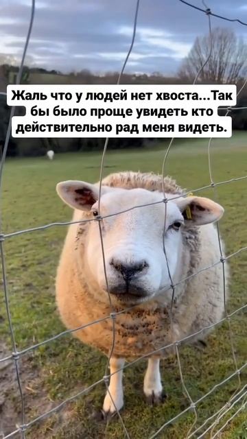 Жаль, что у людей нет хвоста смотреть онлайн