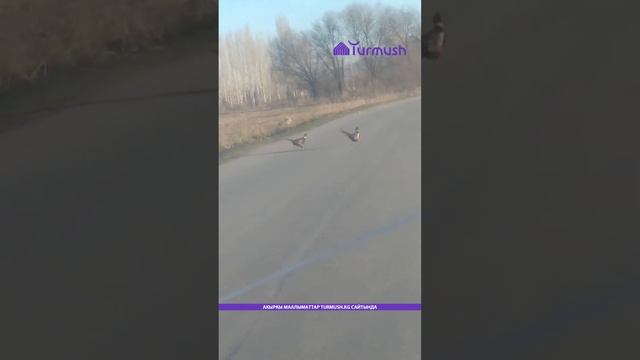 В Манасском районе самцы фазанов устроили поединок на дороге #фазаны смотреть онлайн