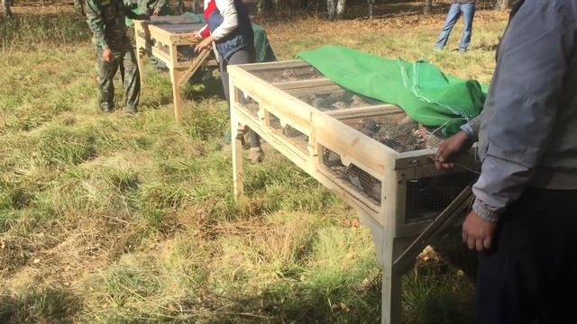 Выпуск фазанов смотреть онлайн