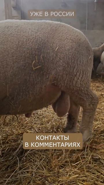 Бараны производители Дорсет Полл! Доступны к заказу! Элитный скот в России! Овцеводство смотреть онлайн