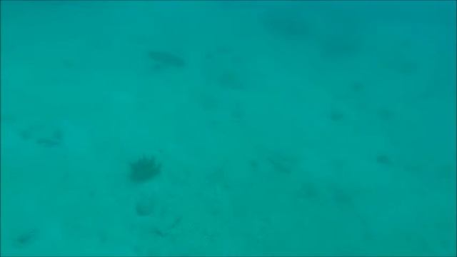 Masked Rays moving in waves смотреть онлайн