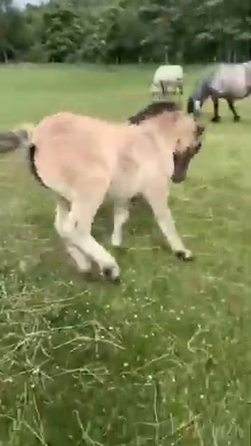 как пони любит часаца смотреть онлайн