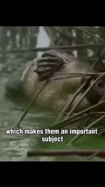 The Platypus | Most Venomous Mammal | #shorts.. смотреть онлайн