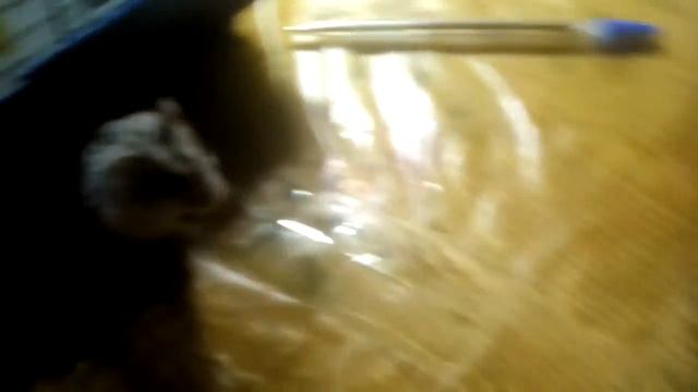 джунгарик Блошка смотреть онлайн