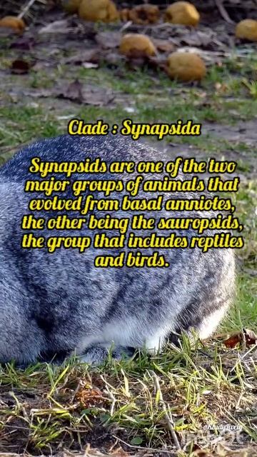 Classification of Mammals 🐇 смотреть онлайн