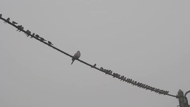 Andorinha-das-chaminés (Hirundo rustica)Margens da Pateira de Fermentelos- 02-08-2020 смотреть онлайн