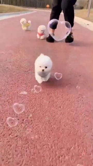 #doggy #maltese #pomsky #poodle #pomeraina #maltipoo #puppydog #dog #doge #dogs #dogsoftiktok#cute смотреть онлайн