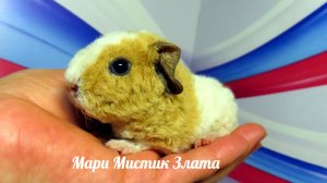 Остаётся с нами Мари Мистик Злата дочь Тоторо Вуоксы и Марселя #морскаясвинка #американскийтедди