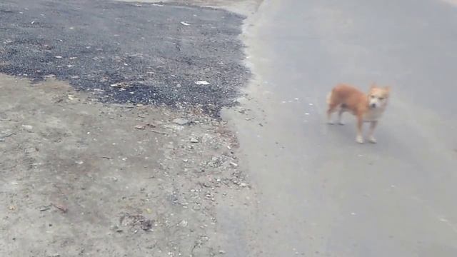 Собака побоялась перейти дорогу смотреть онлайн