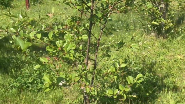 ДЕНЬ ИЗ ЖИЗНИ КОФАНОВЫХ / ПОЕЗДКА НА ДАЧУ / КОМАРЫ И ЯЩЕРИЦЫ / ПОСАДИЛИ ОГУРЦЫ / ГАЗОН ВРУЧНУЮ смотреть онлайн
