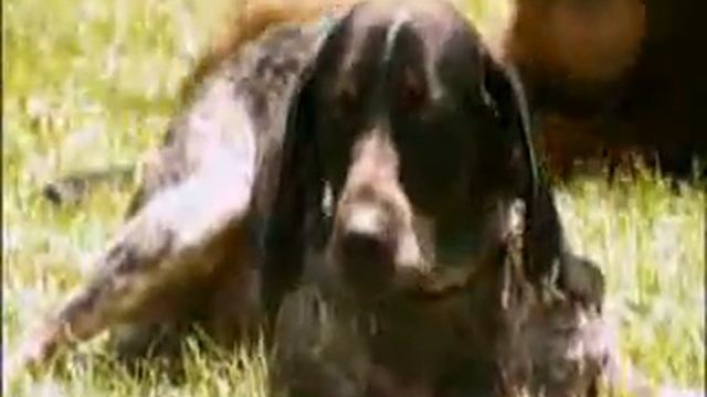 Orangutan and Dog are Best Buds cc смотреть онлайн