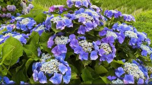 САДЫ ЯПОНИИ. ПРЕКРАСНЫЕ ЦВЕТУЩИЕ ГОРТЕНЗИИ на фоне  рисовых полей. Июнь 2024