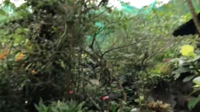 Kuala Lumpur Butterfly Park II - Parnassius - Swallowtail Common Birdwing - Flight of the butterfly смотреть онлайн