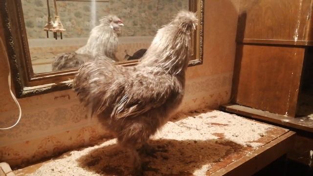 Петушок хорохорится перед зеркалом. смотреть онлайн
