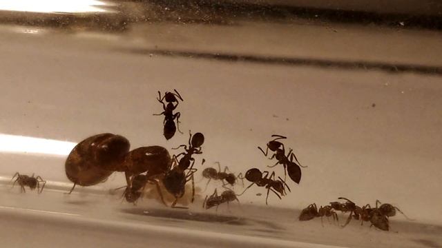 Lasius SP noire niger #1 Leurs réveilles en HD смотреть онлайн