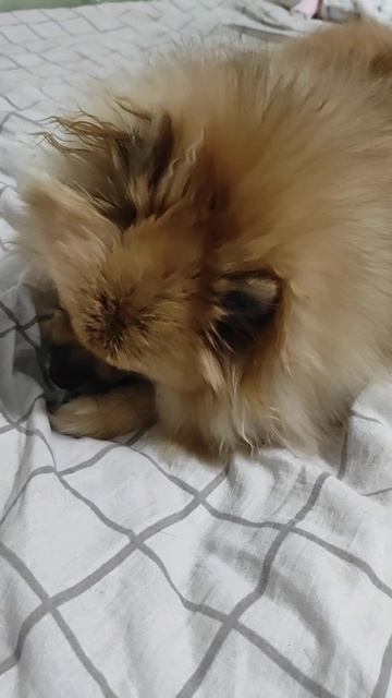 #шпиц Милана, немецкий #собака #шпиц #милота #животные #pomeranian #шпицуля смотреть онлайн