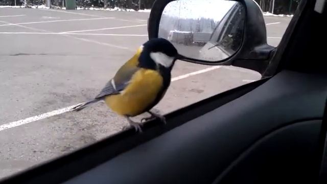 Граница Эстония-Россия 30.10.12 смотреть онлайн