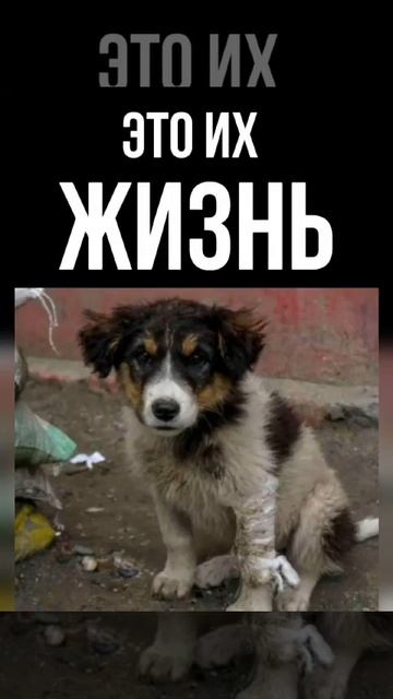 ПРОТИВ ЭВТАНАЗИИ !!! ПРЯМАЯ ЛИНИЯ 5 МАЯ !!! смотреть онлайн