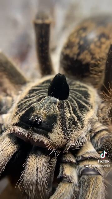 шикарная Ceratogyrus marshalli #пауки #spider #tarantula #insects #animals #wildlife #rammstein смотреть онлайн