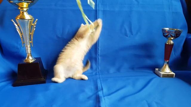 Золотая шиншилла смотреть онлайн