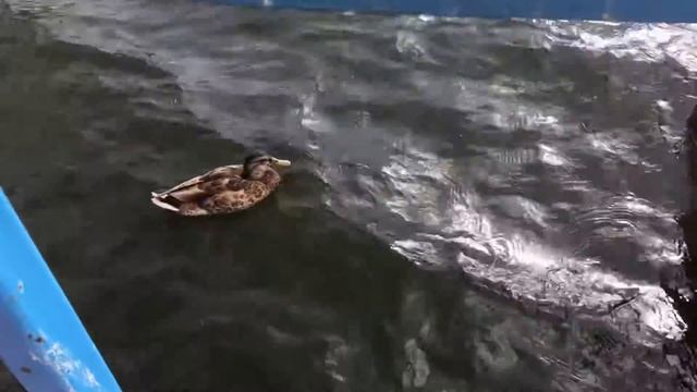 Утки Валдая смотреть онлайн