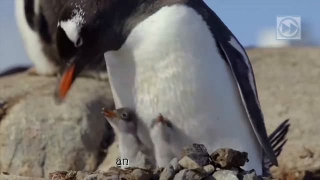 I can't do what a toucan can | Kids' Song with lyrics | New Forward смотреть онлайн