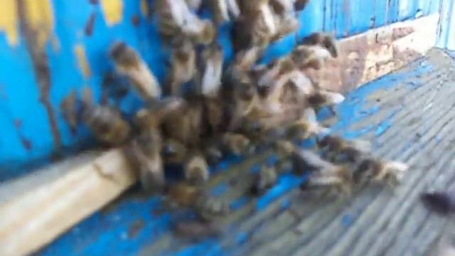 2021 год .Весенний Облет Пчел . смотреть онлайн