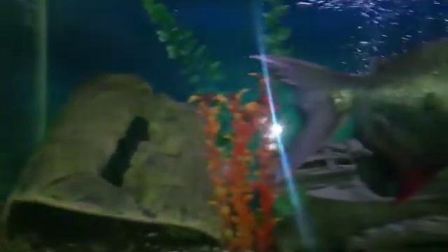 Зловещая пиранья в зоомагазине Замедленная съёмка. смотреть онлайн