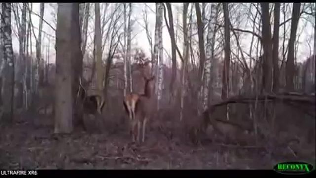 Олені на території Чорнобильського заповідника – фотопастка смотреть онлайн