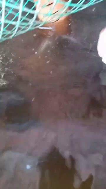 Африканский клариевый сом. Кормлю котлетой. Чуть не съели палец! Эксперименты дяди Вити 18.04.2023 смотреть онлайн