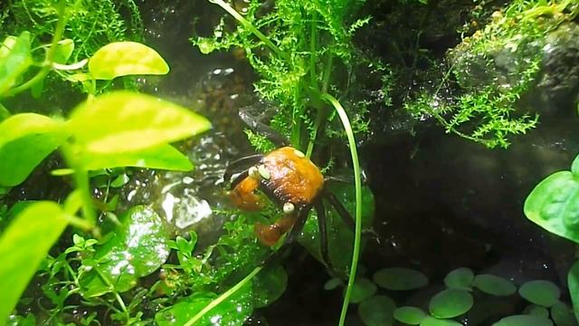 Краб Geosesarma hagen Red Devil (красный дьявол) смотреть онлайн