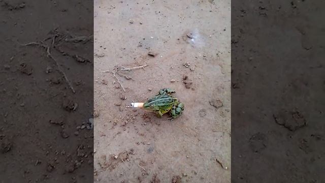 Лягушка курит)) смотреть онлайн