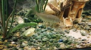 Аквариум и его обитатели.