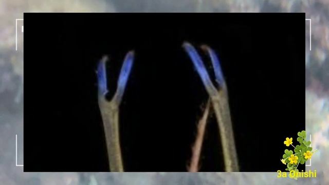 Os curiosos Caranguejos - Aranha (Stenorhynchus seticornis) das costeiras de Ilhabela смотреть онлайн