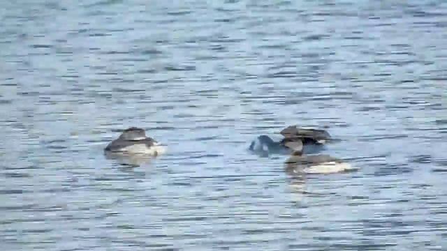 Potápka žlutorohá - Podiceps auritus - Horned grebe - Ohrentaucher смотреть онлайн