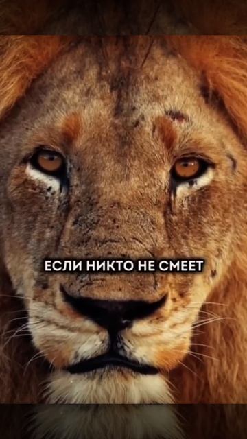 Задумайся 🦁 смотреть онлайн