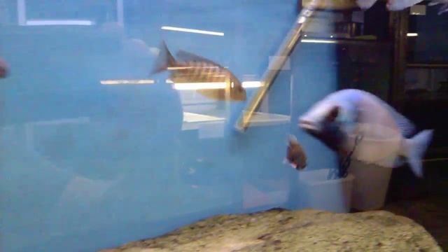 aulonocara jacobfreibergi "otter point" смотреть онлайн