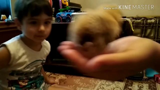 приключение цыпленка апельсинчика часть 1 смотреть онлайн