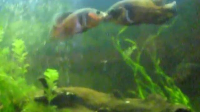 MVI_1433.AVI смотреть онлайн