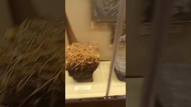гуляю по музею динозавров(3) смотреть онлайн