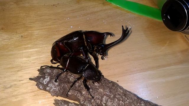 Rhino horn beetle mating(11) смотреть онлайн